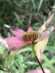 Bidens comosa