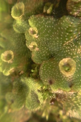 Marchantia foliacea