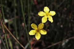 Liparophyllum exaltatum