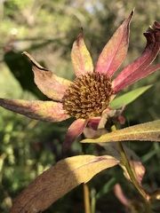 Bidens comosa