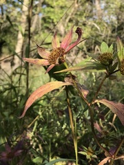 Bidens comosa
