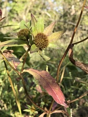 Bidens comosa