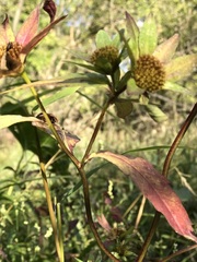 Bidens comosa