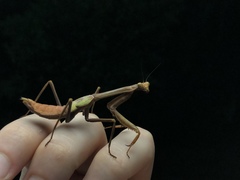 Stagmatoptera