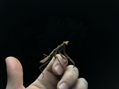 Stagmatoptera