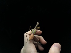 Stagmatoptera
