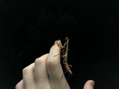 Stagmatoptera
