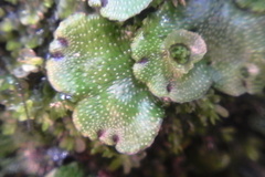 Marchantia foliacea