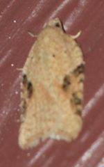 Acleris semiannula
