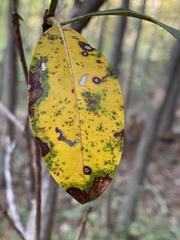 Diaporthe kalmiae