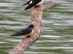 Hirundo rustica