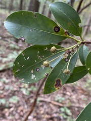 Diaporthe kalmiae