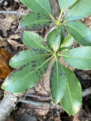Diaporthe kalmiae