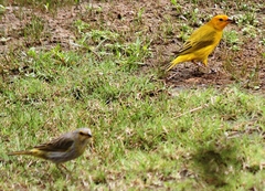 Sicalis flaveola