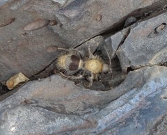 Sphaeropthalma marpesia
