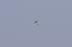 Pseudhirundo griseopyga