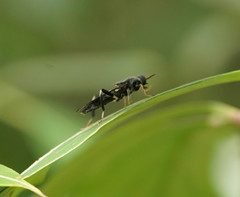 Exaireta spinigera