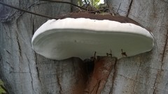 Ganoderma