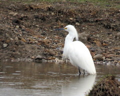 Egretta thula