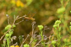 Perithemis intensa