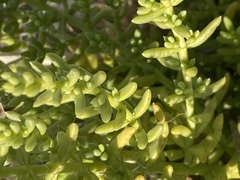 Nitrophila occidentalis