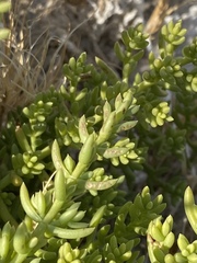 Nitrophila occidentalis