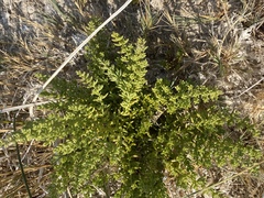 Nitrophila occidentalis