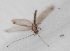 Ululodes macleayanus