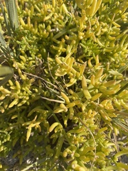 Nitrophila occidentalis