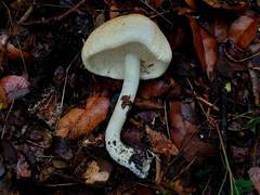 Agaricus subrufescens