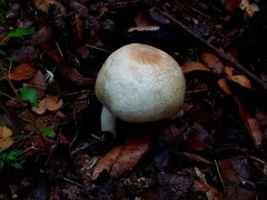 Agaricus subrufescens