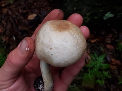 Agaricus subrufescens