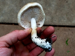Agaricus subrufescens