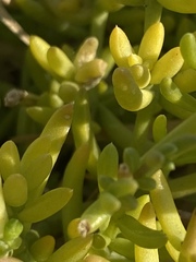 Nitrophila occidentalis