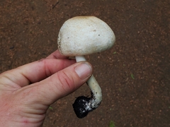Agaricus subrufescens