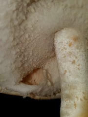 Agaricus subrufescens