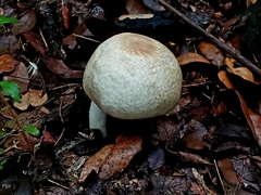 Agaricus subrufescens