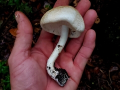 Agaricus subrufescens
