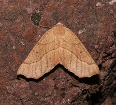 Caripeta ocellaria