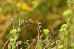 Perithemis intensa