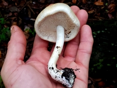 Agaricus subrufescens