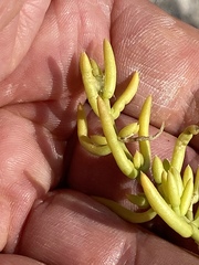 Nitrophila occidentalis