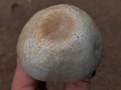 Agaricus subrufescens