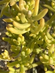 Nitrophila occidentalis