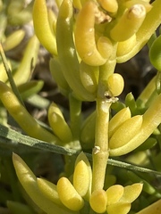 Nitrophila occidentalis