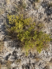 Nitrophila occidentalis