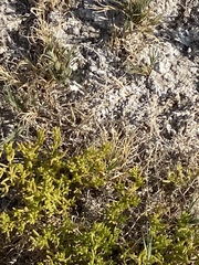 Nitrophila occidentalis