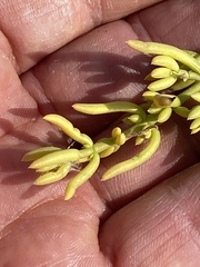Nitrophila occidentalis