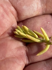 Nitrophila occidentalis