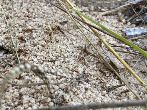 Texas leafcutter ant